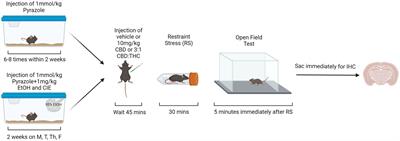 Effects of cannabidiol, with and without ∆9-tetrahydrocannabinol, on anxiety-like behavior following alcohol withdrawal in mice